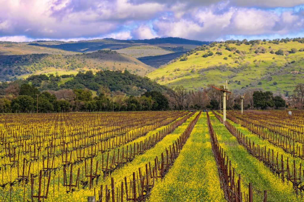 ナパ・ヴァレー、金色のワイン街道を往く | THE RAKE JAPAN | The